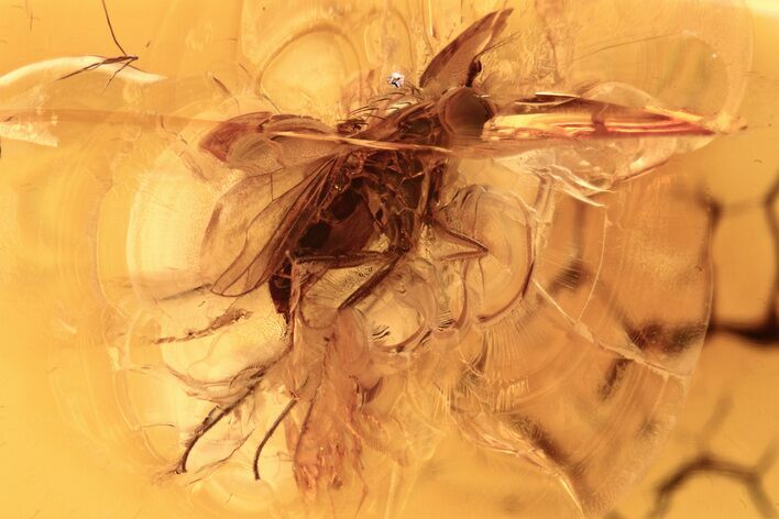 Detailed Fossil Fly, True Midge, Thrip, and Mite in Baltic Amber #275406